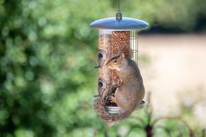 A squirrel sitting on top of a bird feeder