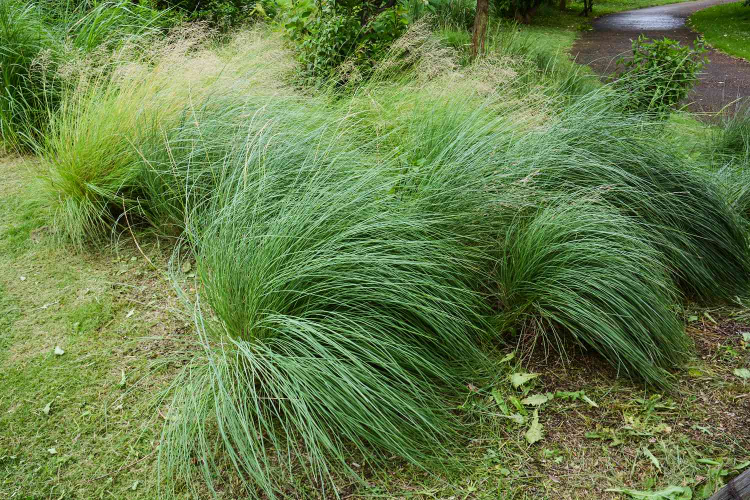 Lindheimer muhly grass