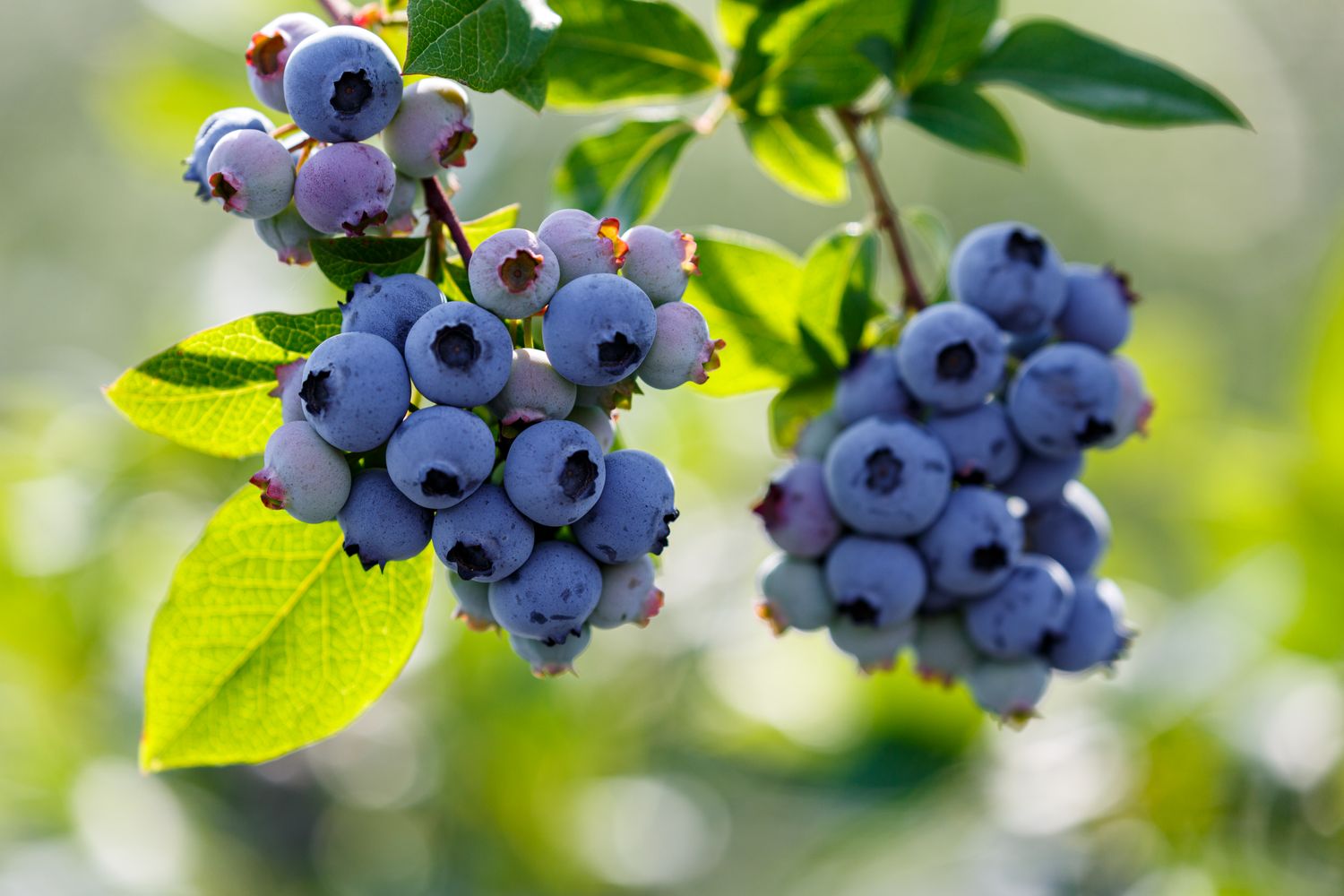 Clusters of blueberries on branches with green leaves