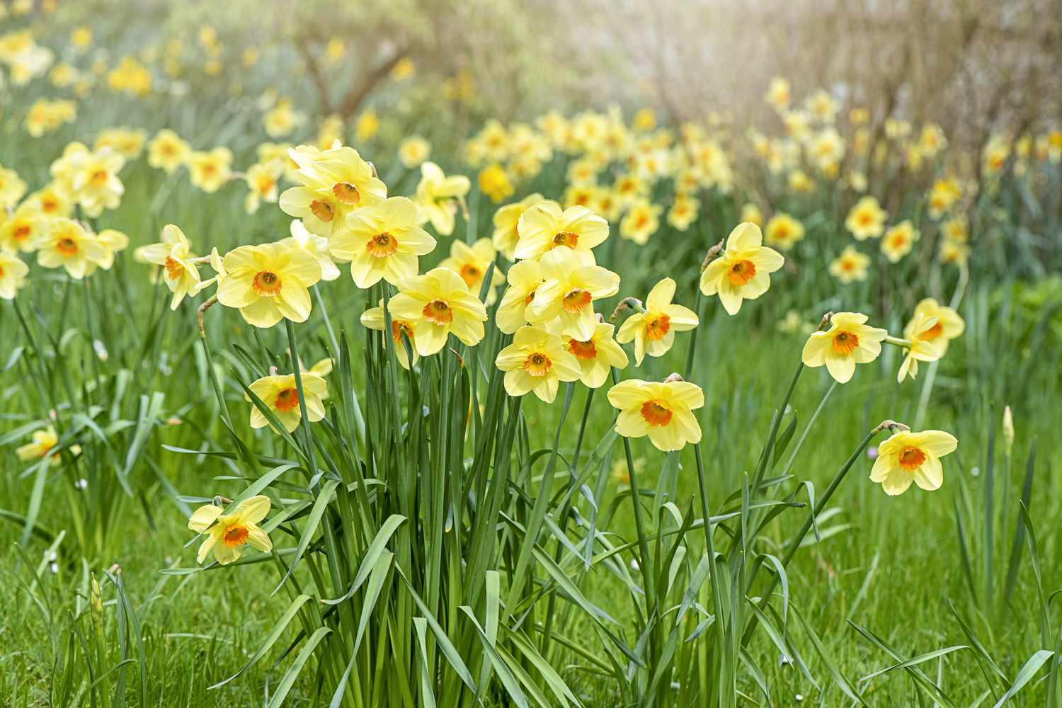 A field of daffodils.