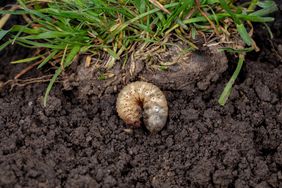 A white grub nestled in soil beneath grass roots