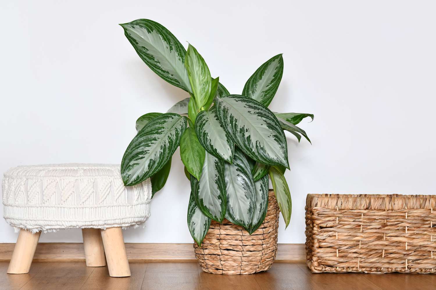 Chinese evergreen houseplant
