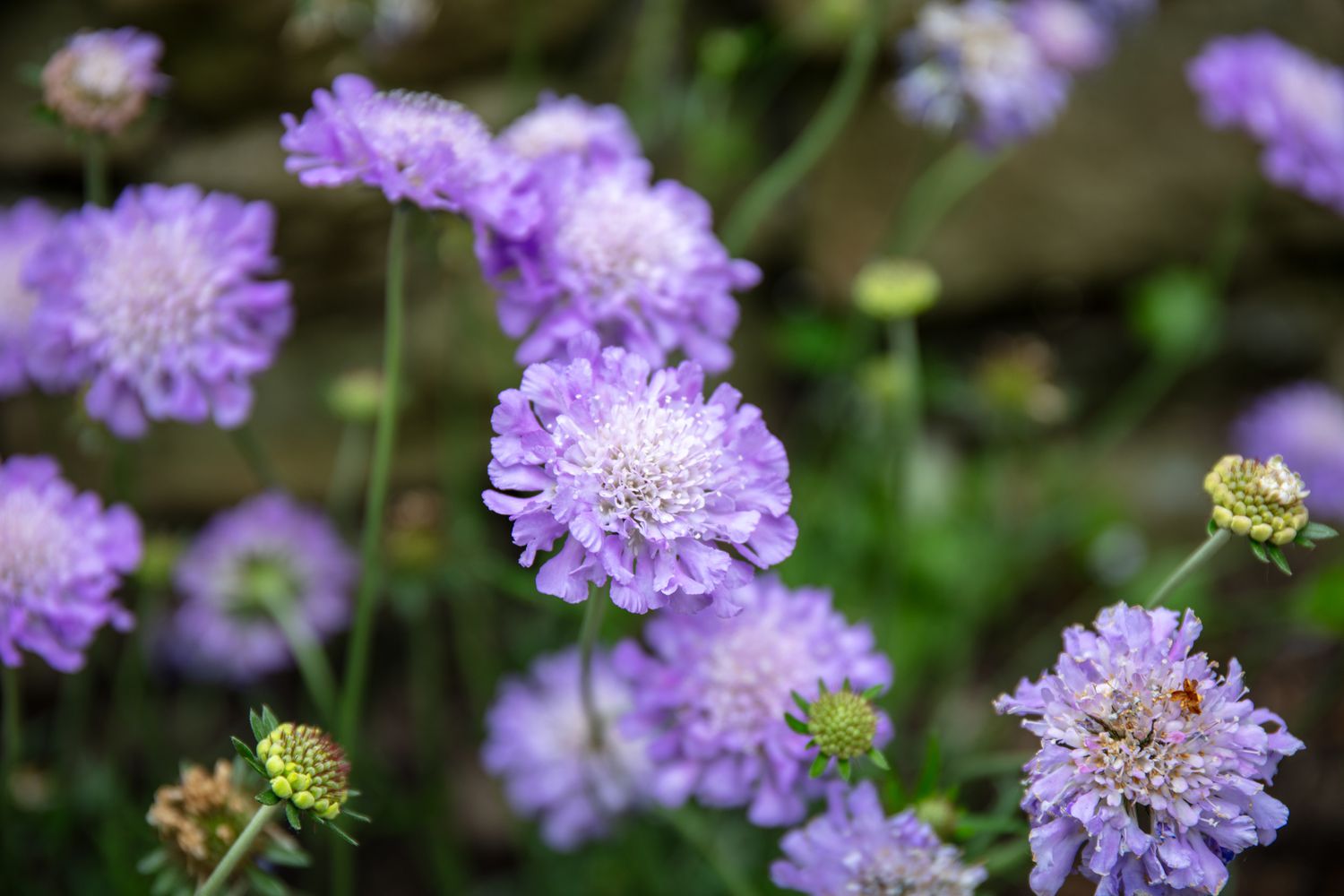 Purple pin cushion flower