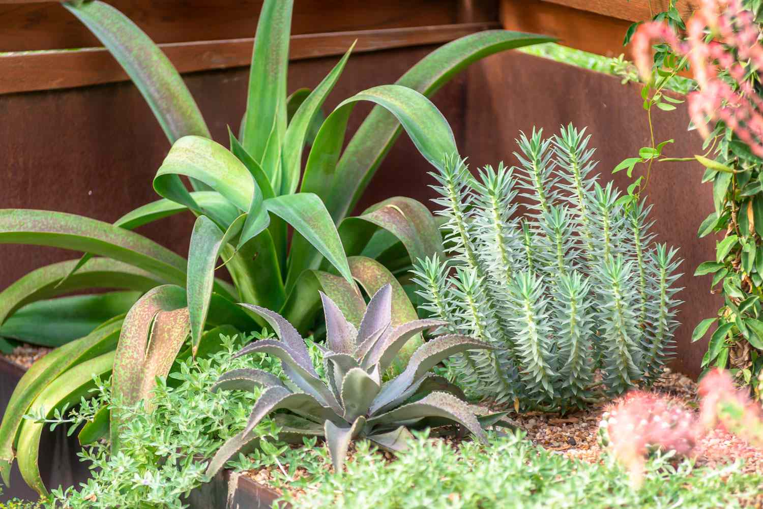 succulent garden ideas