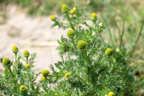 Pineapple weed