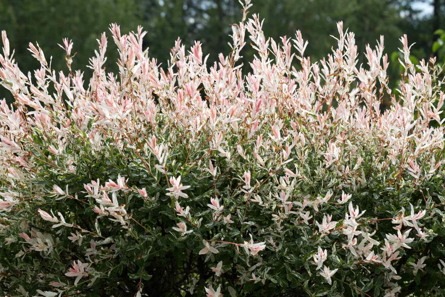 A dense shrub with slender leaves