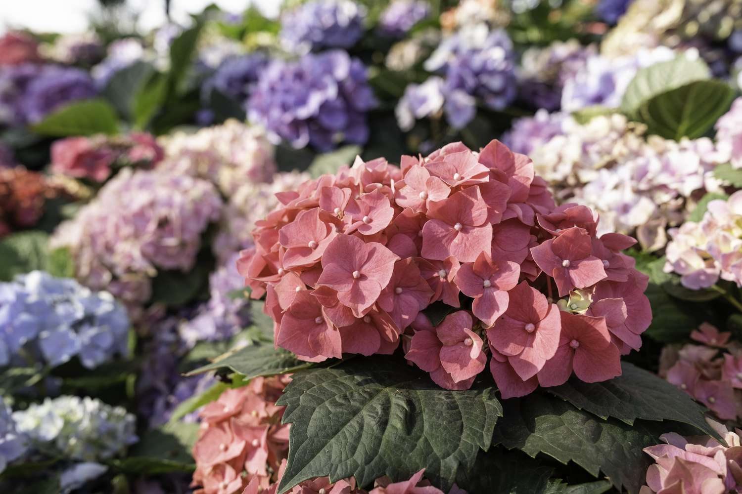 Abundant hydrangeas in flower beds in gardens.