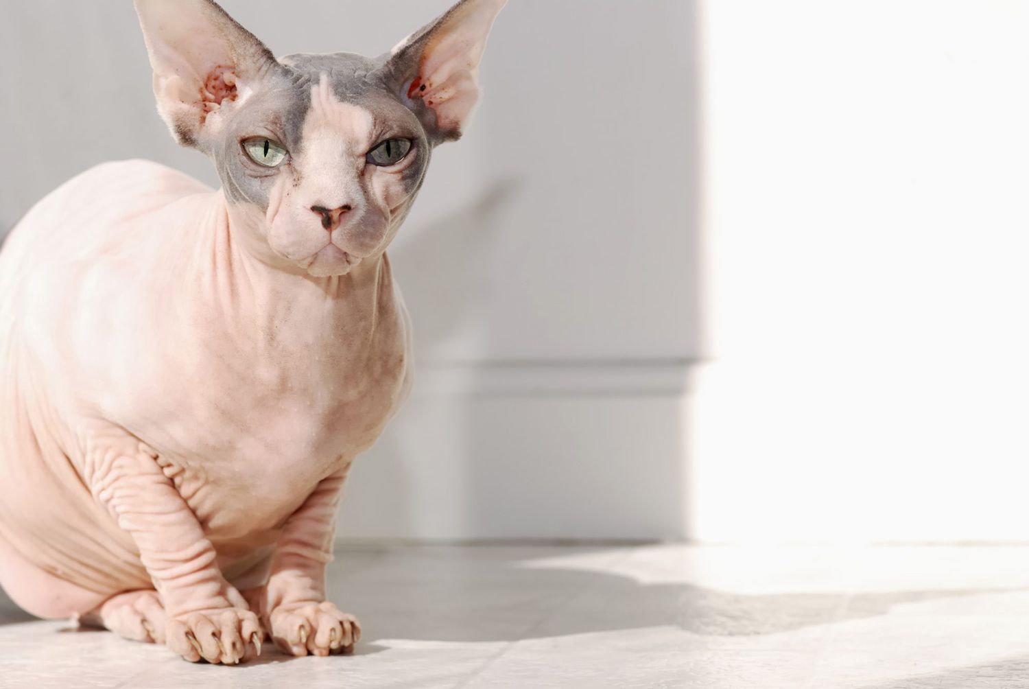 Hairless Sphynx cat