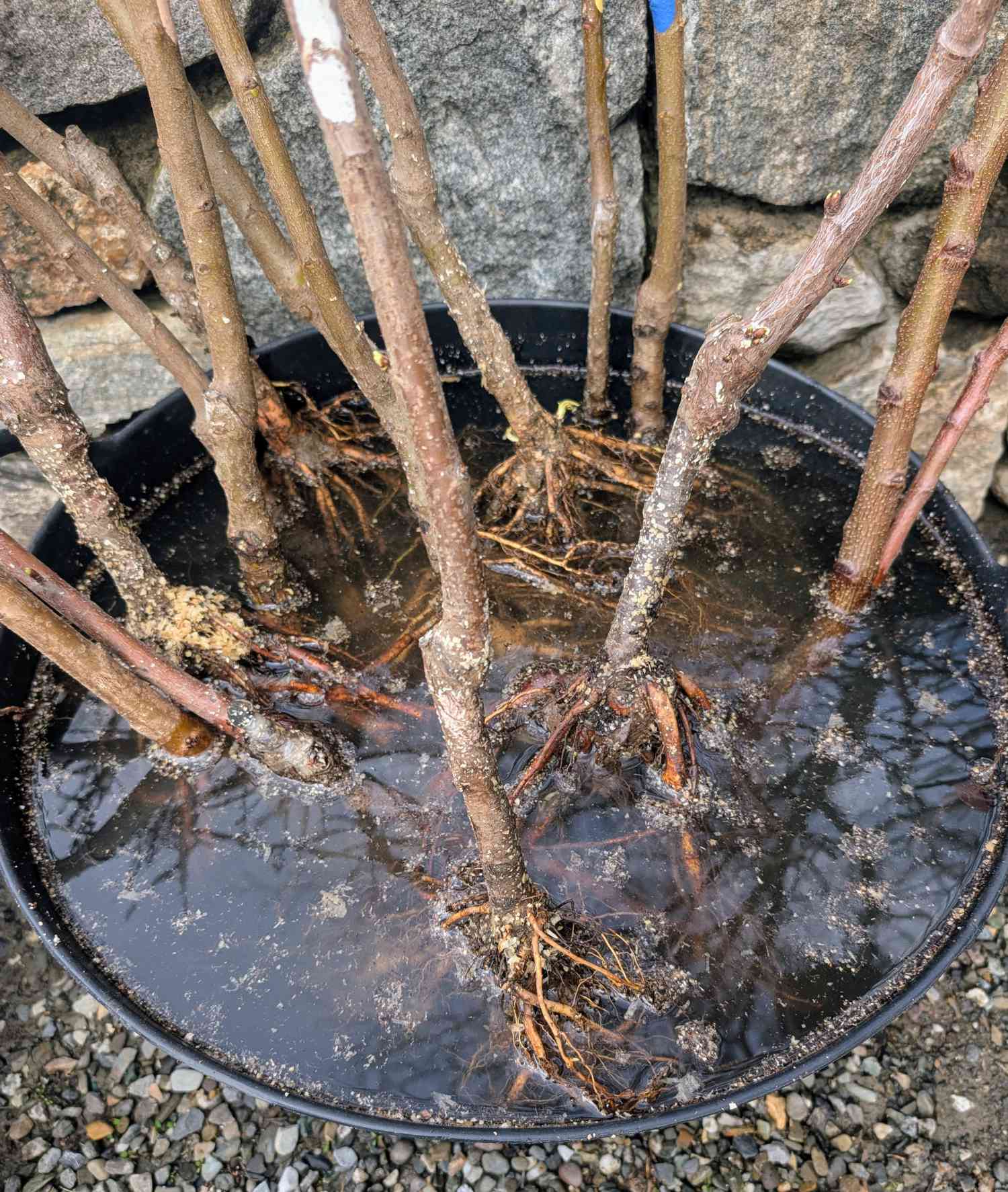 Trees soaking in water