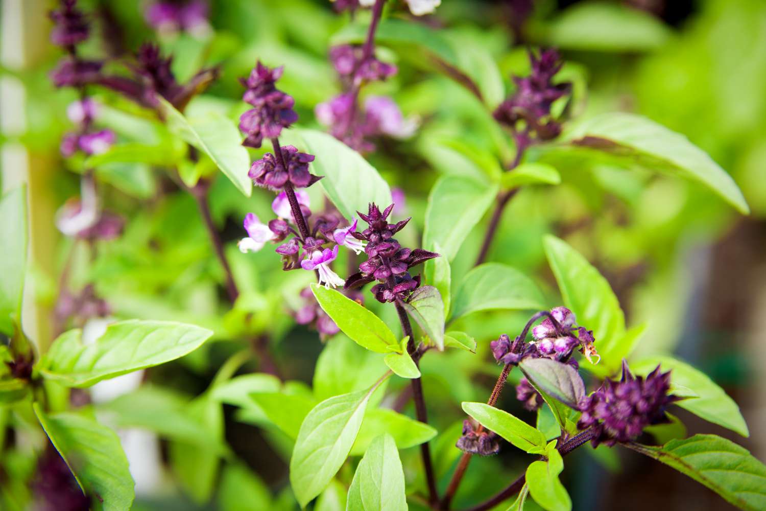 Thai Basil
