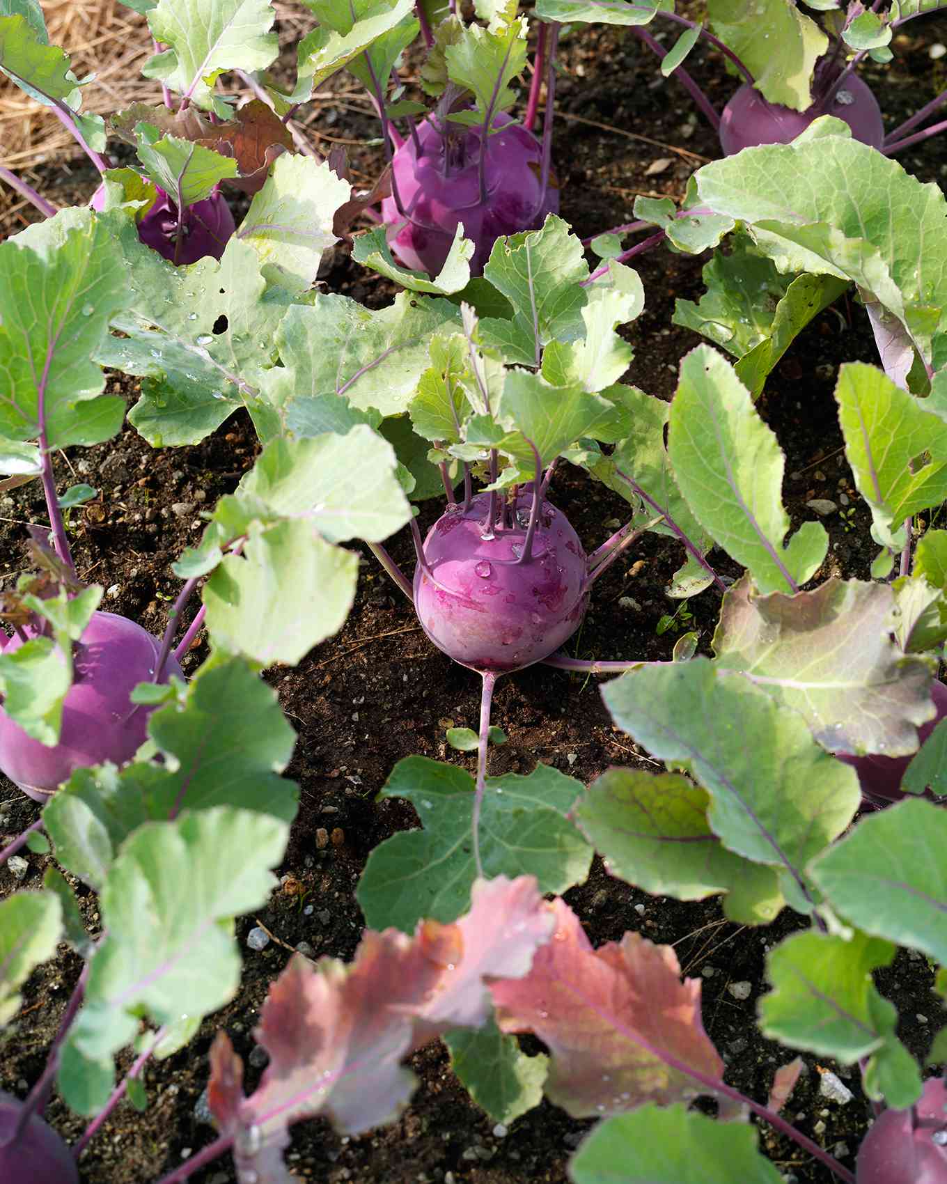 ld103321_0308_kohlrabi1.jpg