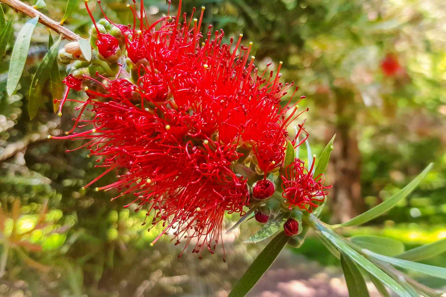 red bottlebrush tree
