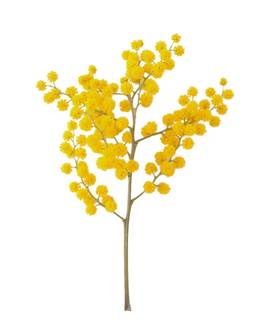 flower-glossary-mimosa-france-a98432-0415.jpg