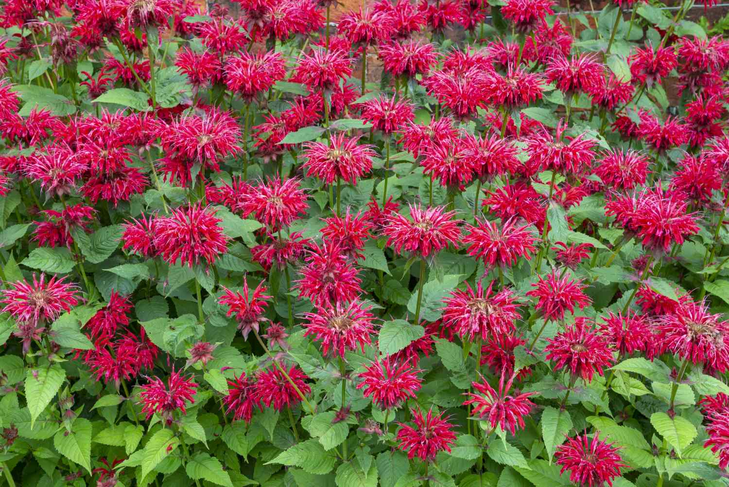 Cluster of bee balm flowers in a garden characterized by their unique petal arrangement