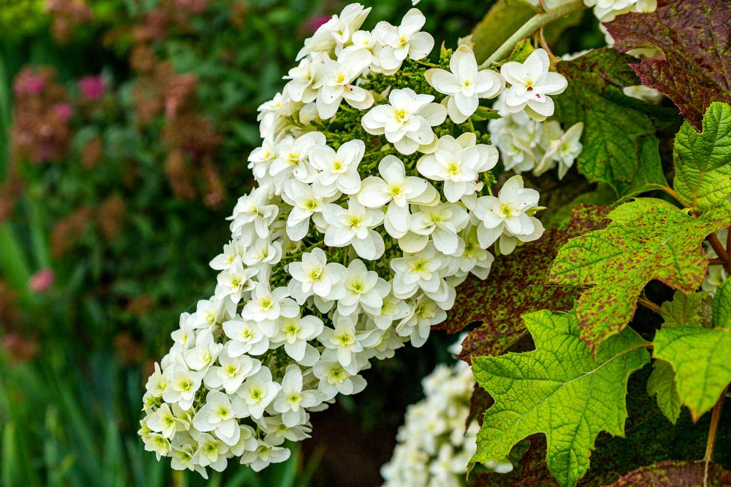 Oakleaf Hydrangea flower