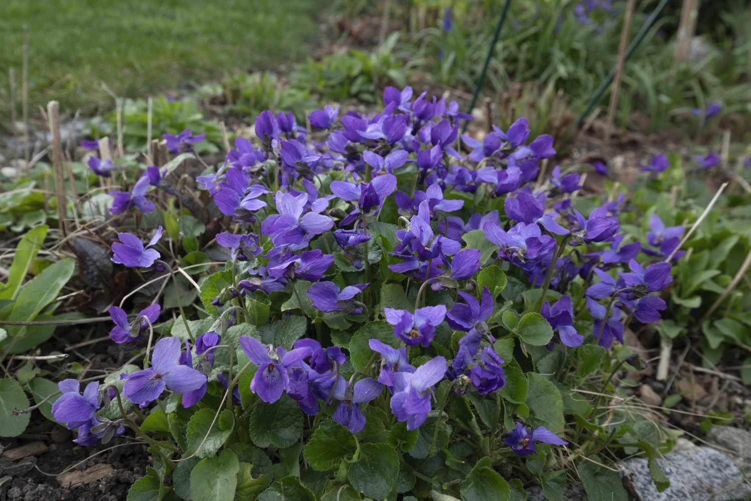 Group of Viola Odorata flowers in a garden