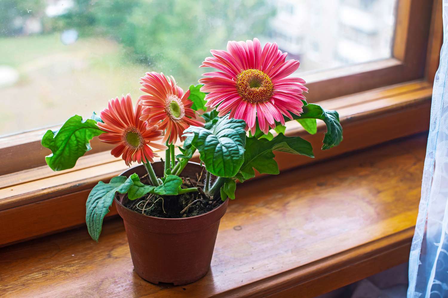 potted pink gerbera daisy in windowsill