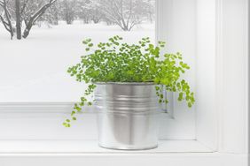 Potted plant on a windowsill with snow visible outside