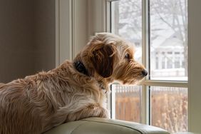 A dog looking out the window