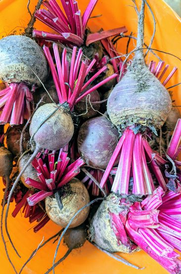 decorvow bedford beets