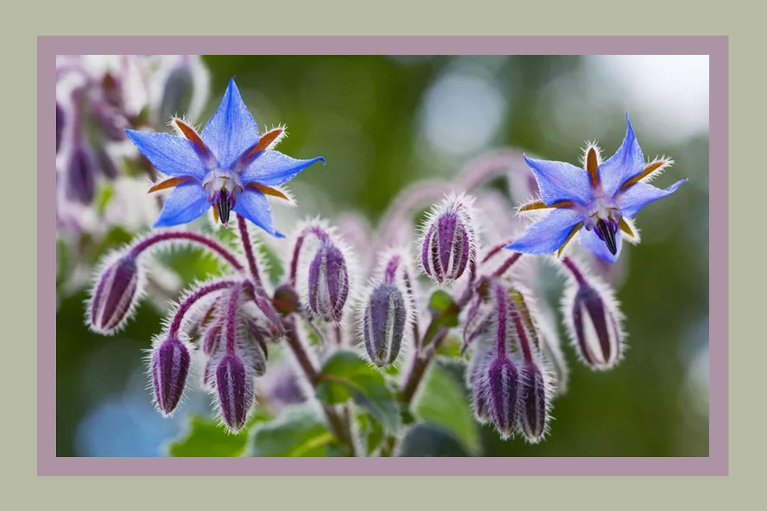 Blue flowers with star-shaped petals and fuzzy buds on a plant