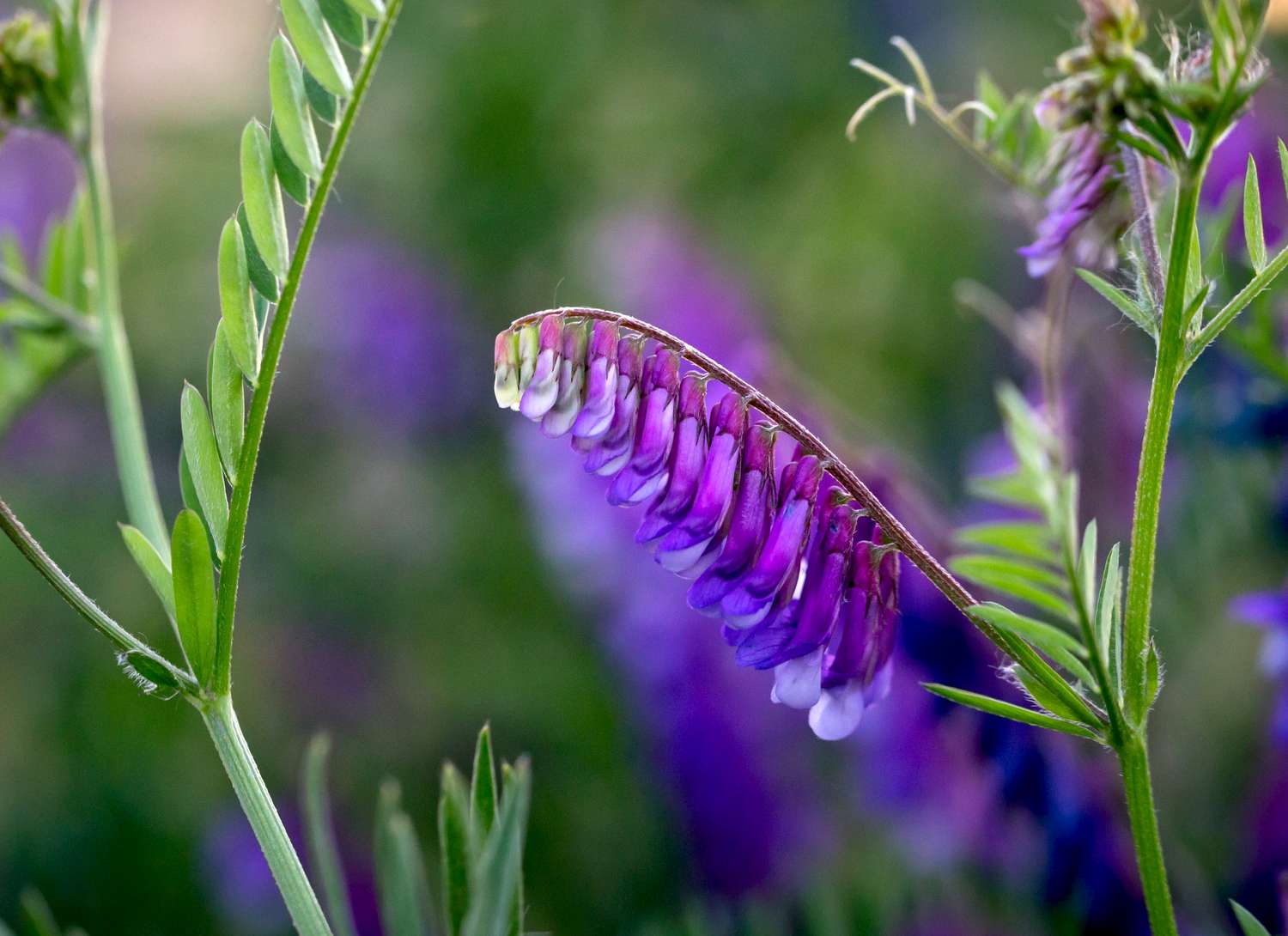 Hairy Fetch plant with purple blooms