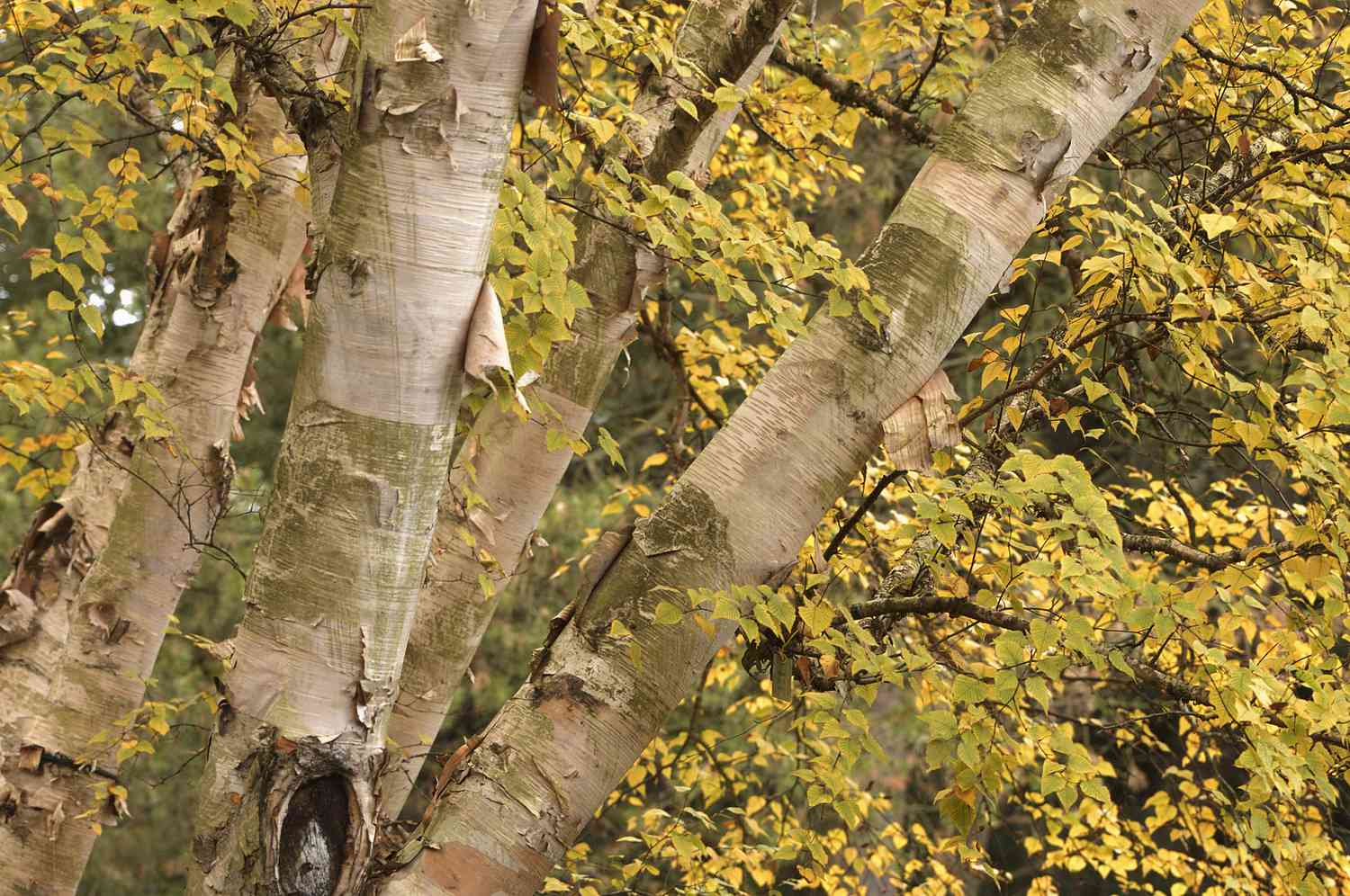 Paper birches with peeling bark and fall leaves.