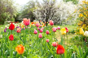 Tulips bloom in the spring garden landscape