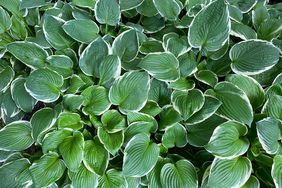 Green Hosta leaves. 