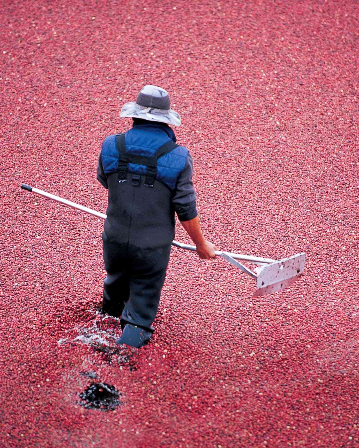 cranberry farming