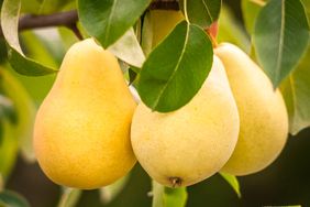Fresh ripe yellow pears on a tree branch close up. The greenery surrounding the pears is verdant, and the background is out of focus.