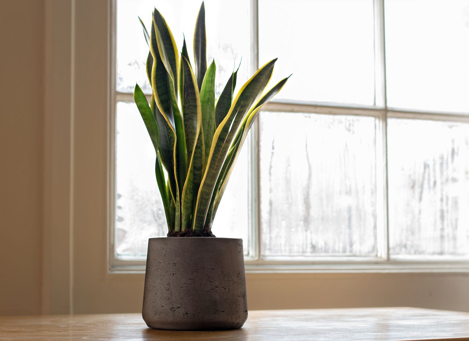 snake plant near a window in a pot