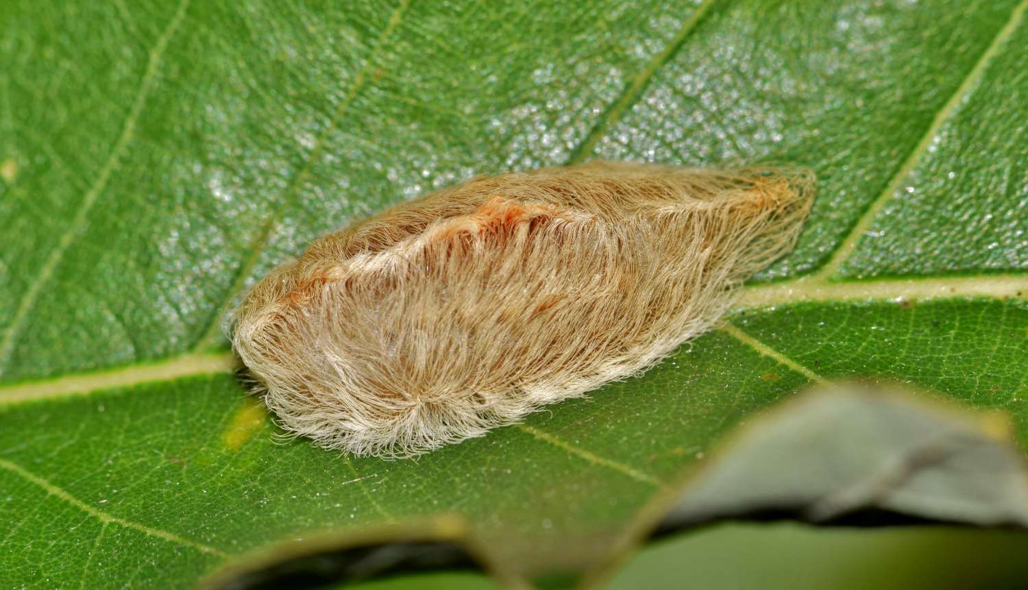 A flannel moth caterpillar resting on a green leaf fuzzy elongated appearance similar to a tuft of fur