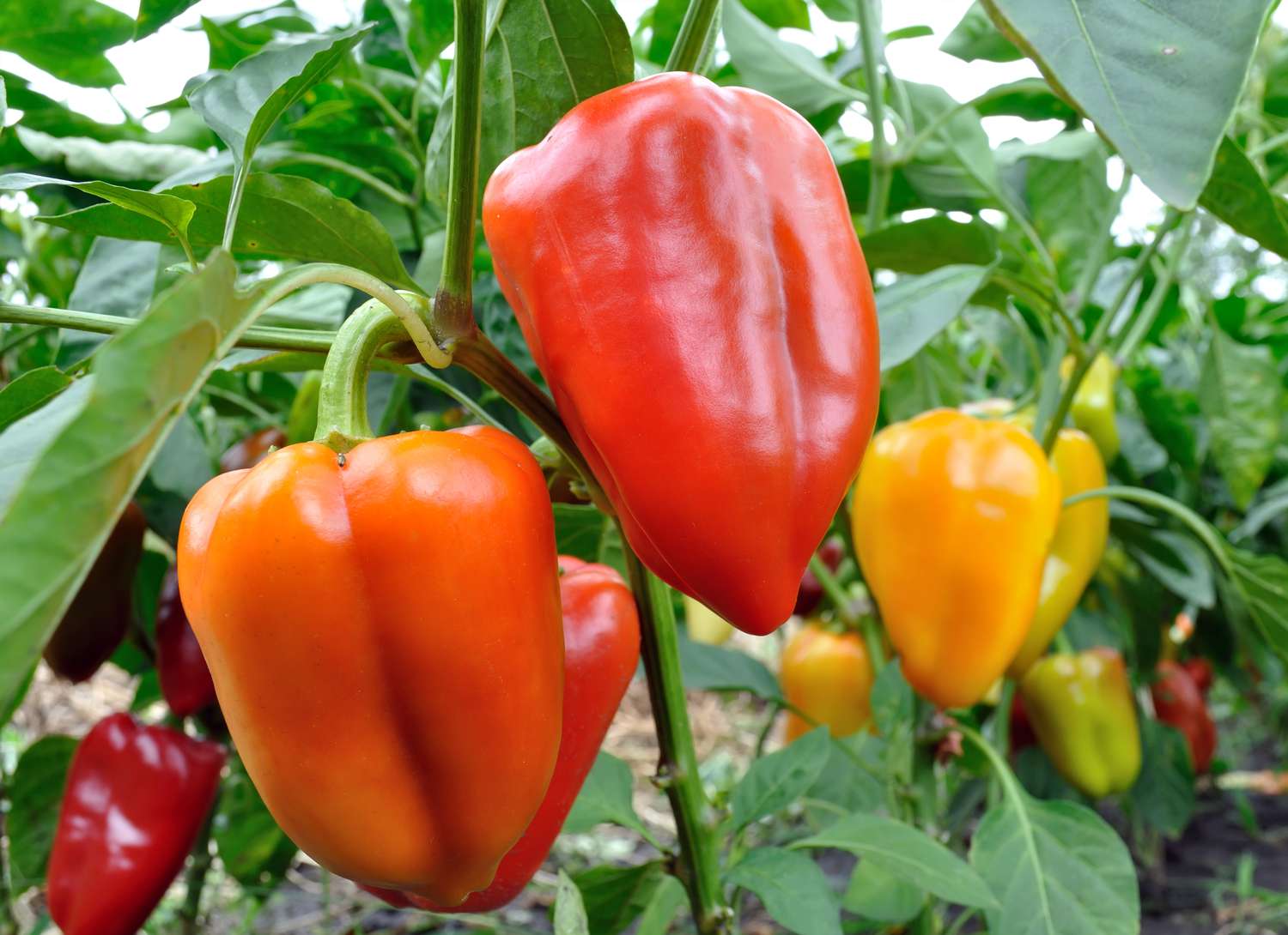 red yellow and orange peppers growing in a garden