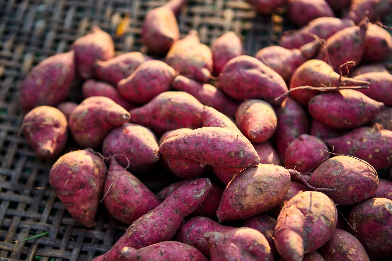 A closeup view of harvested sweet potatoes spread on a woven surface highlighting their texture and placement