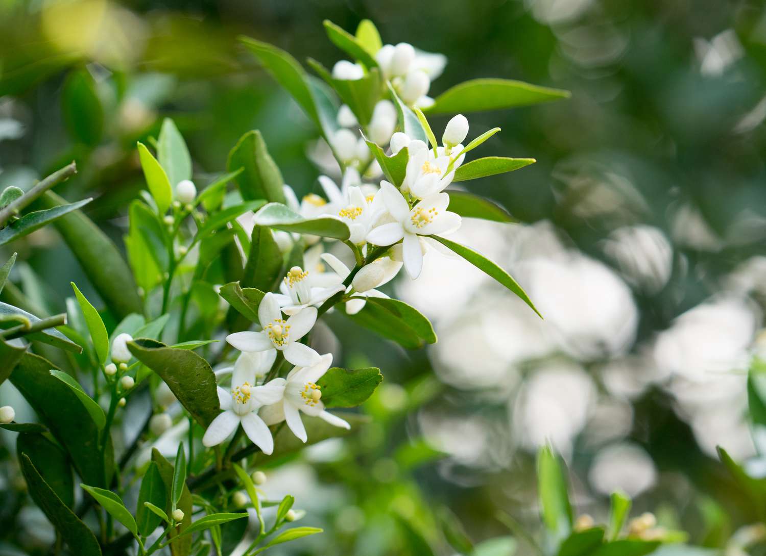 mexican orange shrub with white flowers