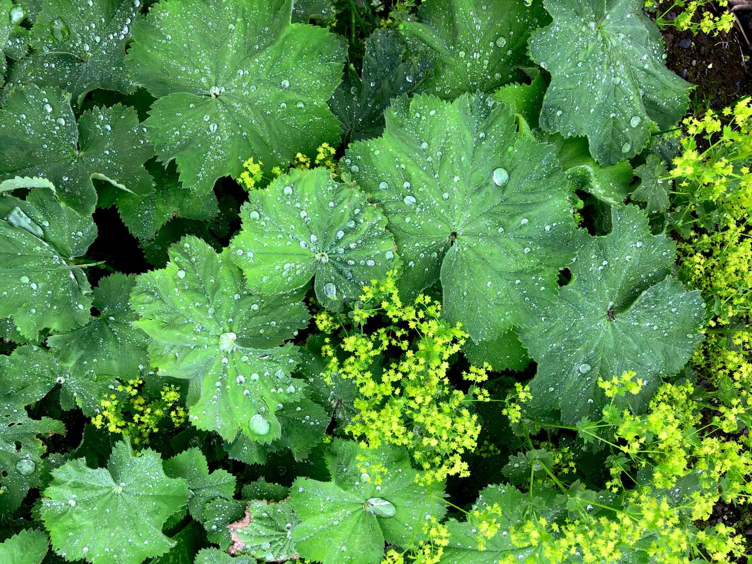 Wet leaves with yellow flowers