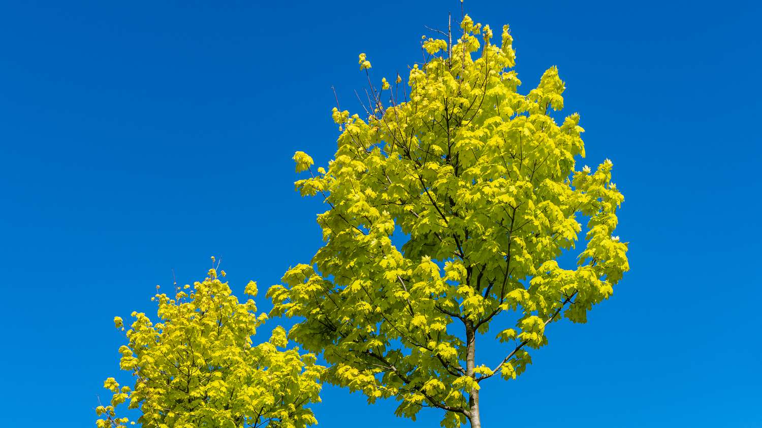 norwegian maple tree
