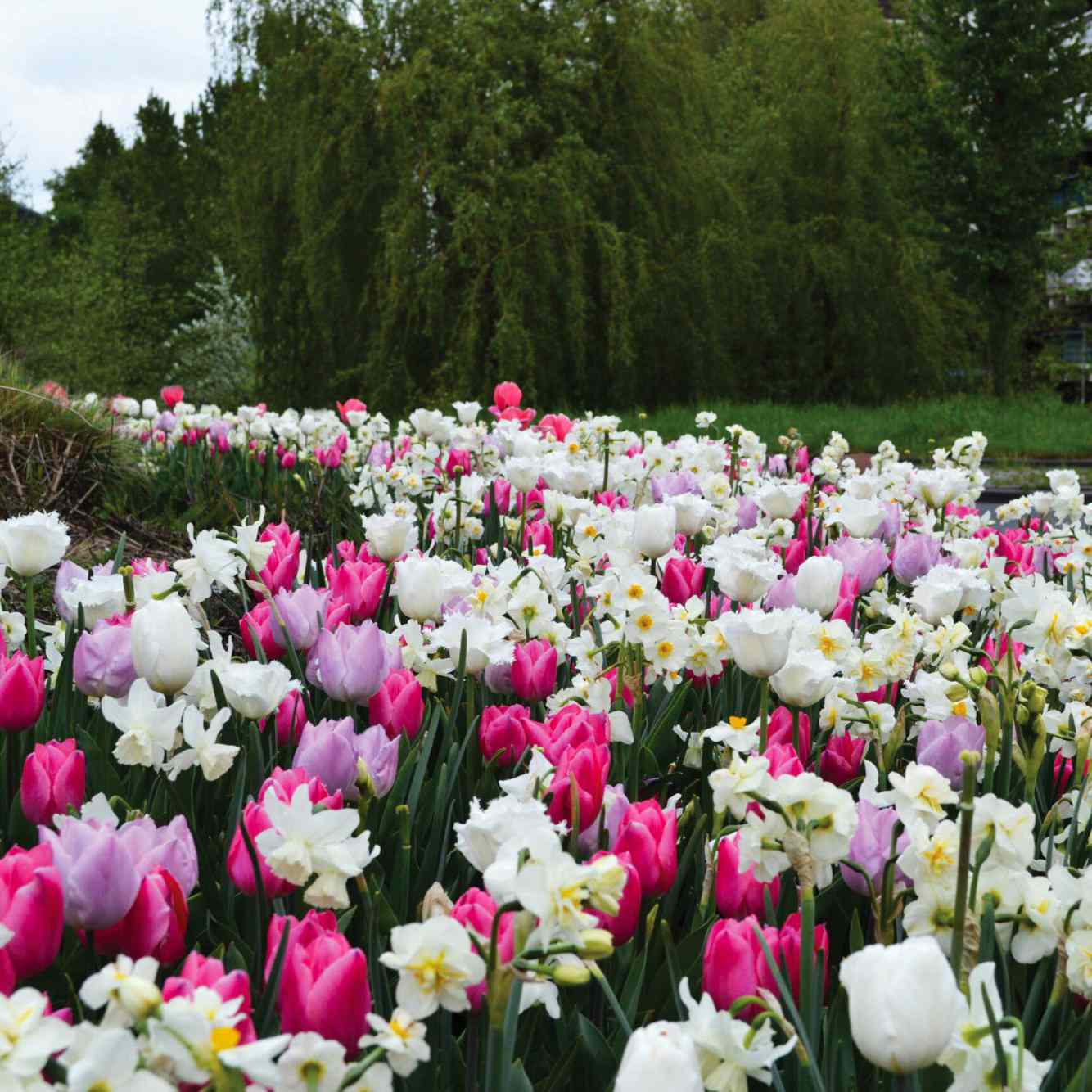 Brent and Becky's bulb collection