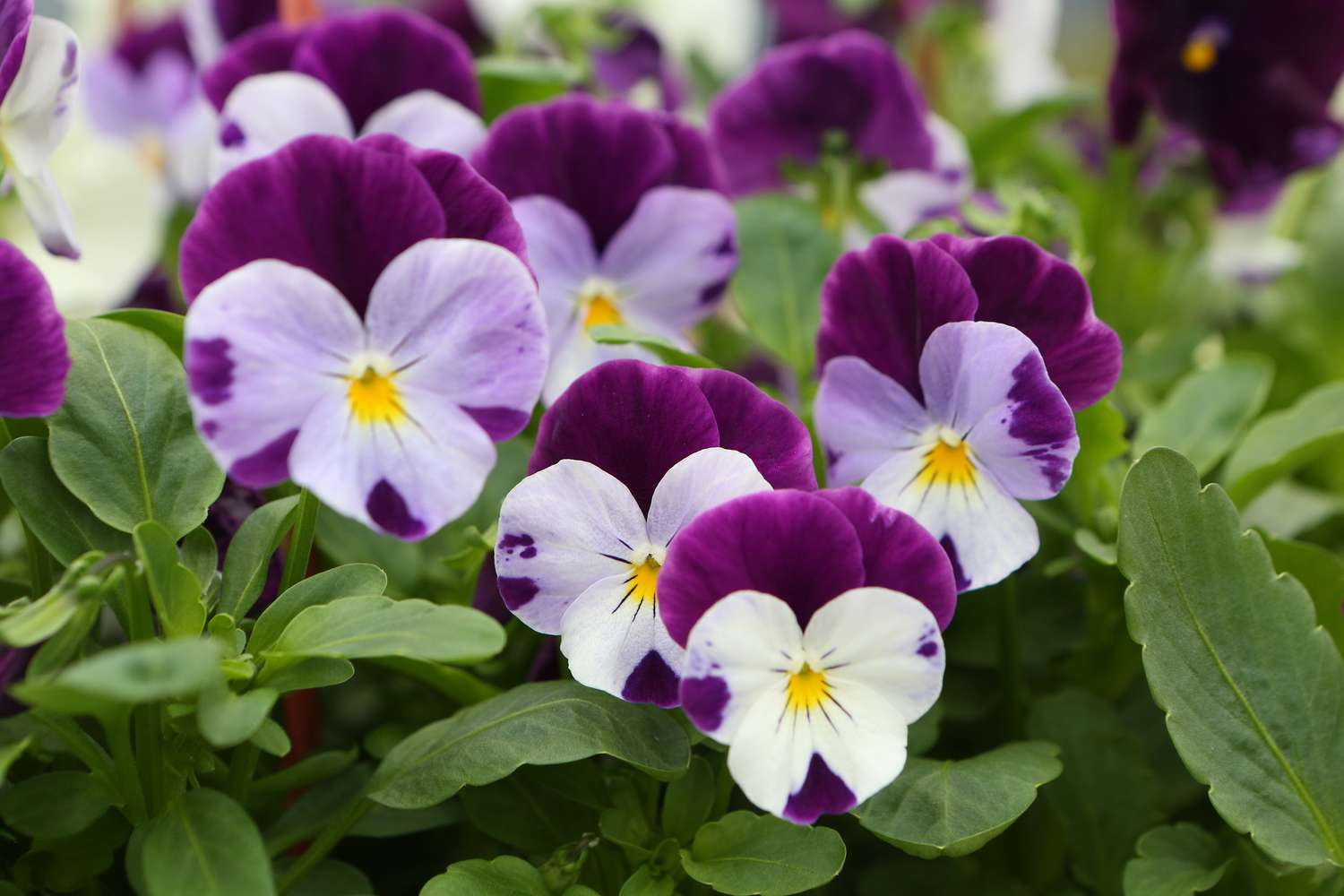valentines-day-flowers-pansies-realsimple-GettyImages-1434938557
