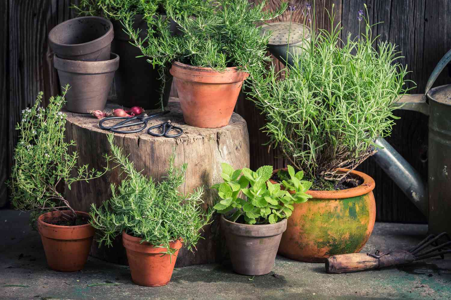 Fresh and green herbs in rustic garden