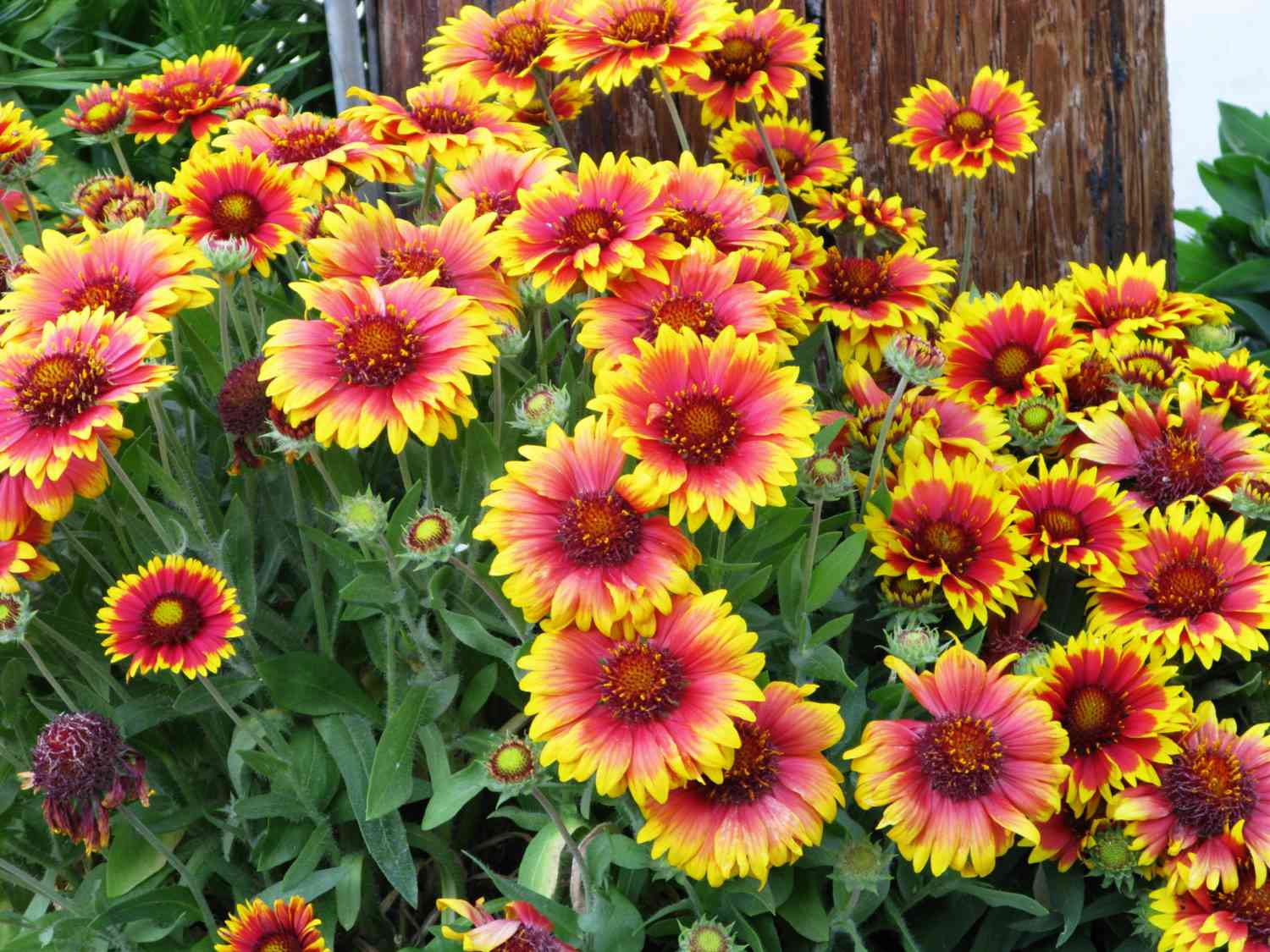 Gaillardia Aristata Blanket Flower