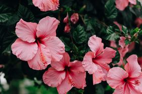 Vibrant pink hibiscus flowers bloom