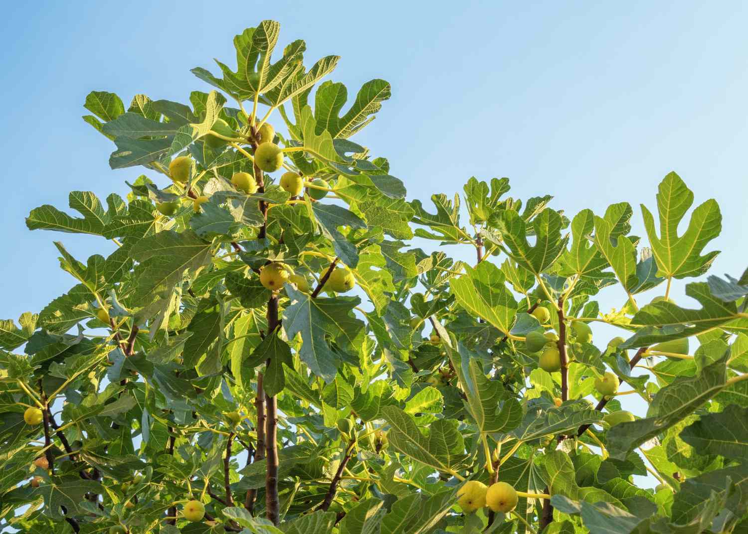 Fig tree (Ficus carica)