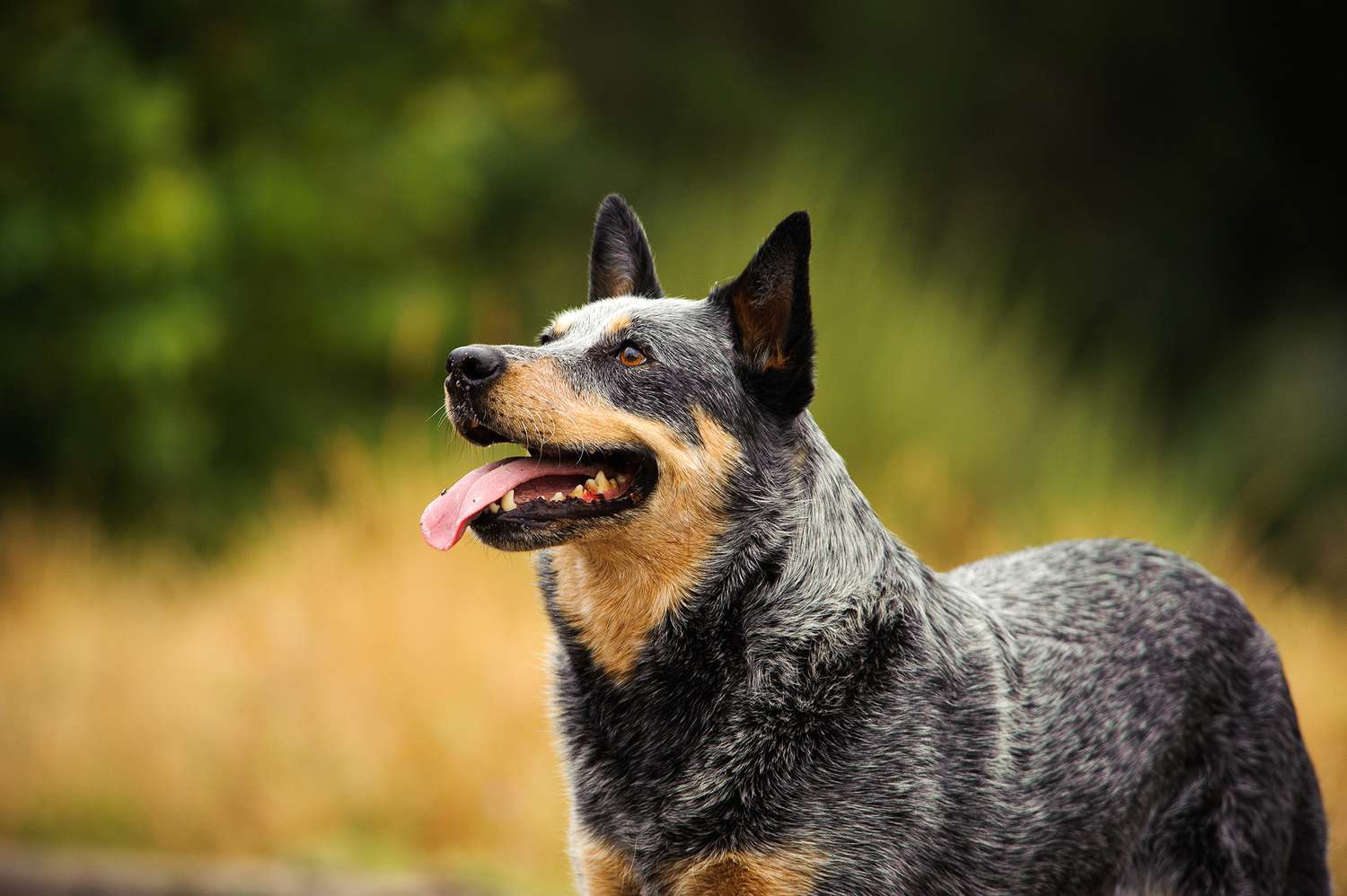 Australian Cattle Dog