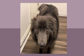 Rare dog breed news