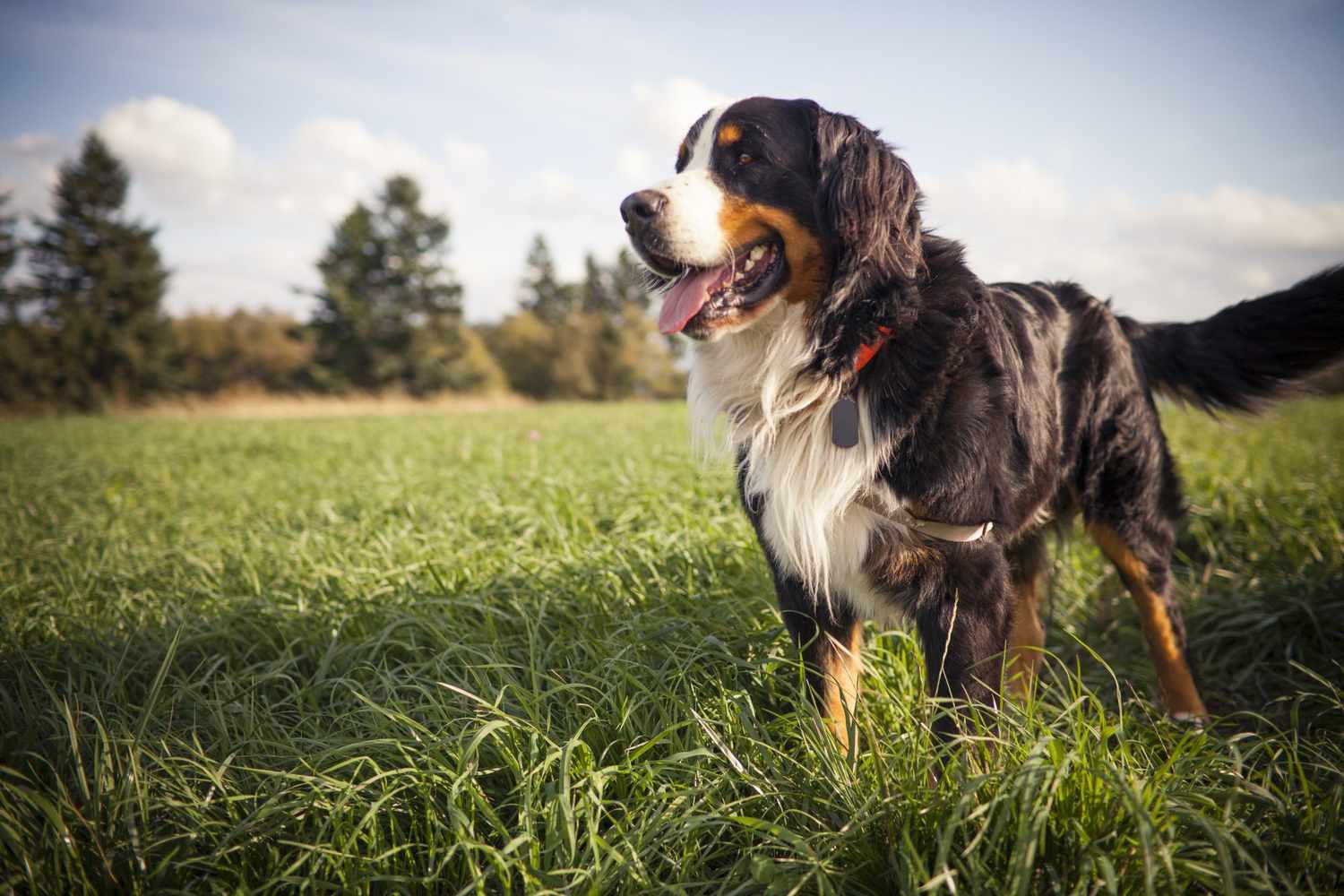 Bernese Mountain Dog standing in a grass covered field