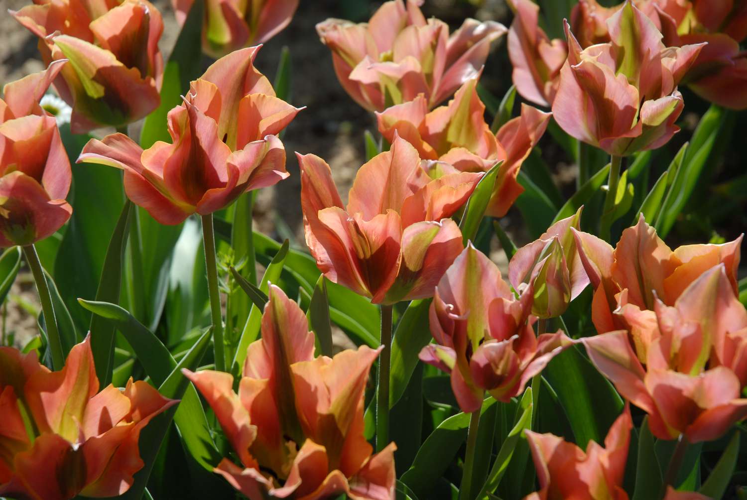 Viridiflora Tulip
