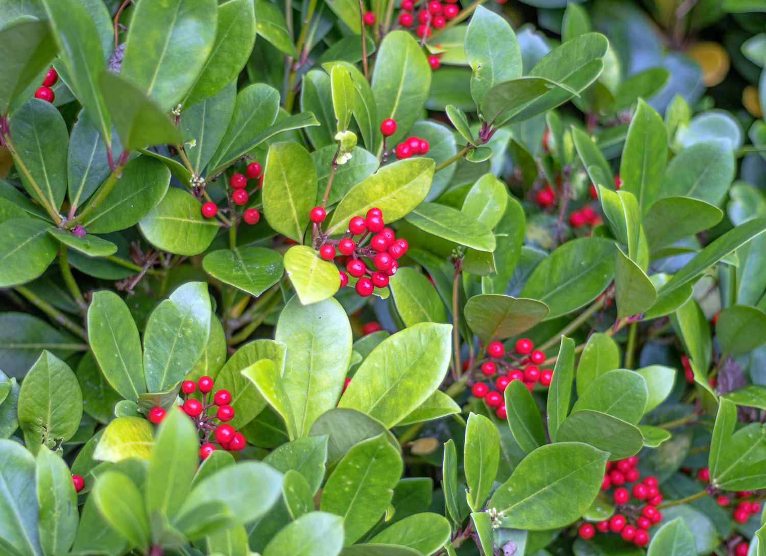 japanese skimmia bush with red berries