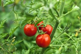 Cherry tomatoes close-up photo